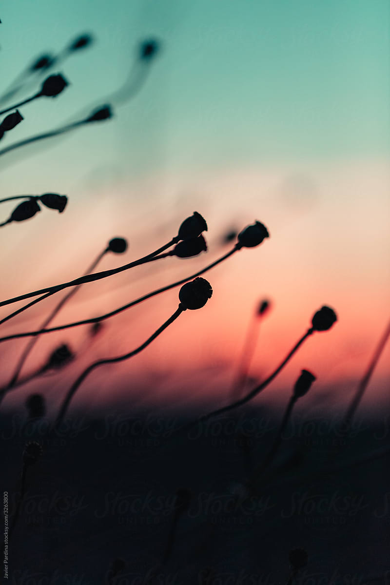 small flowers at sunset