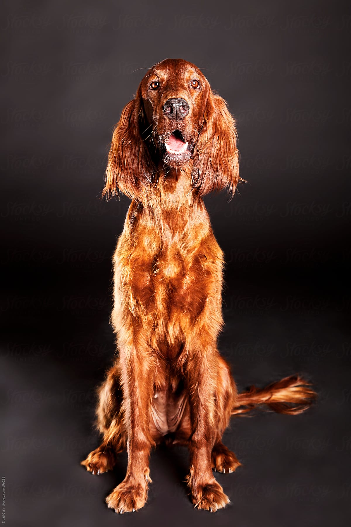 Irish Setter Dog Studio Portrait