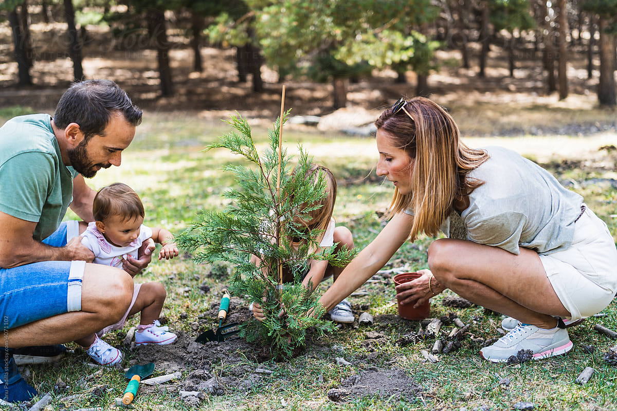 Family planting tree in woods
