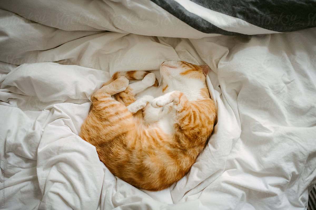 Cute ginger cat resting on bed