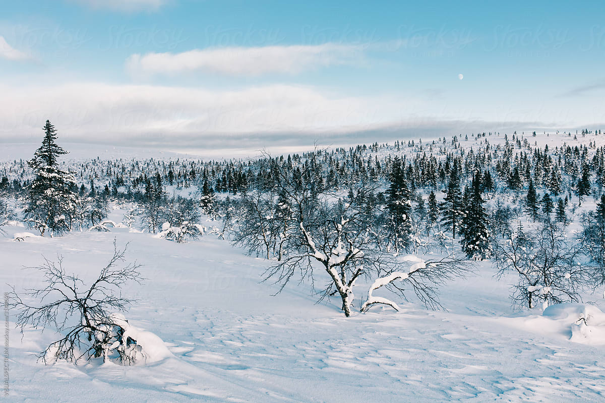 Daytime Moon Over Winter Landscape in Scandinavia