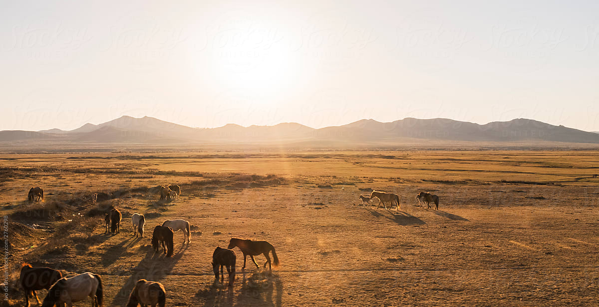 Group of wild horses roaming on the plains of Mongolia