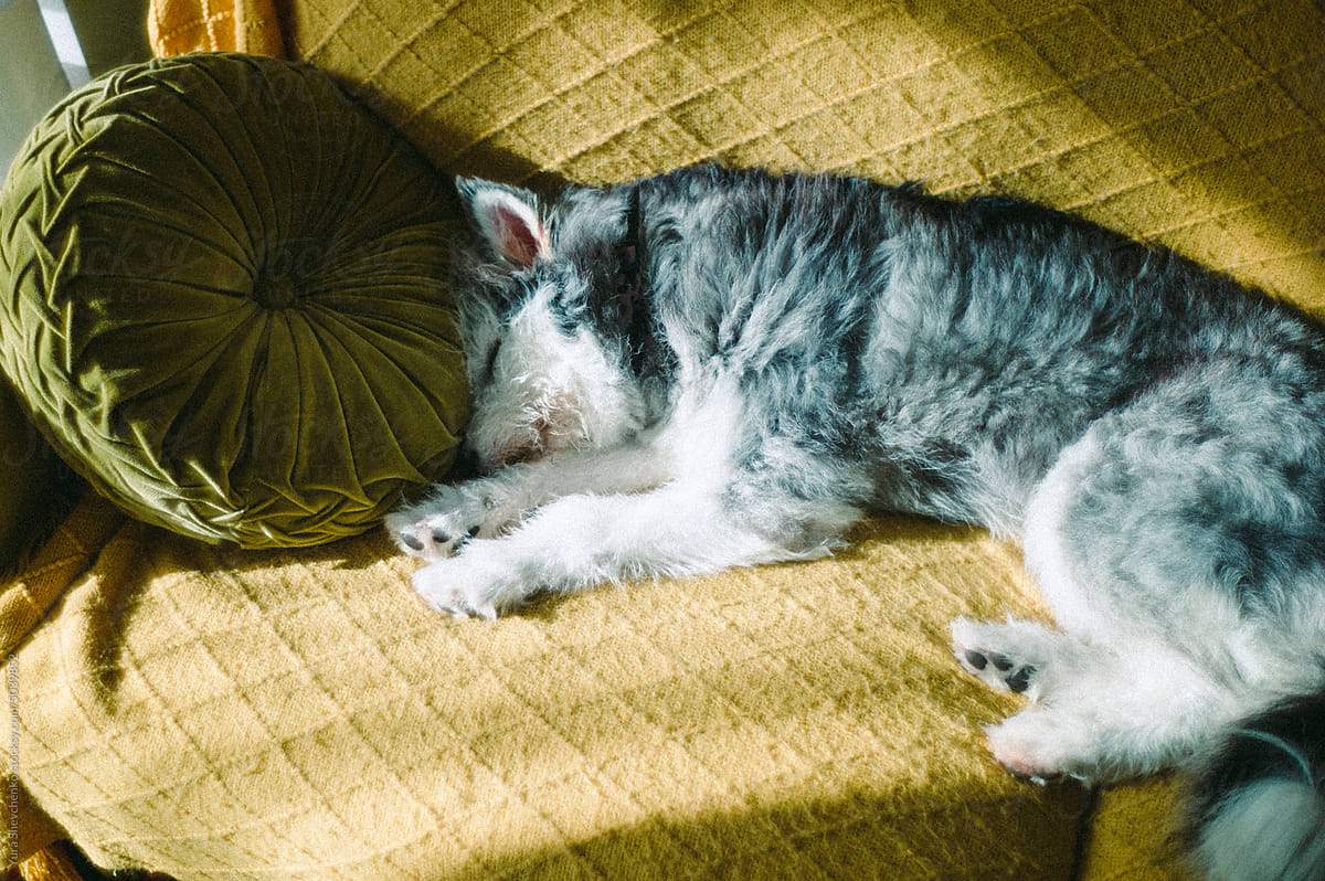 Shaggy dog having a day dream at sofa under the sun