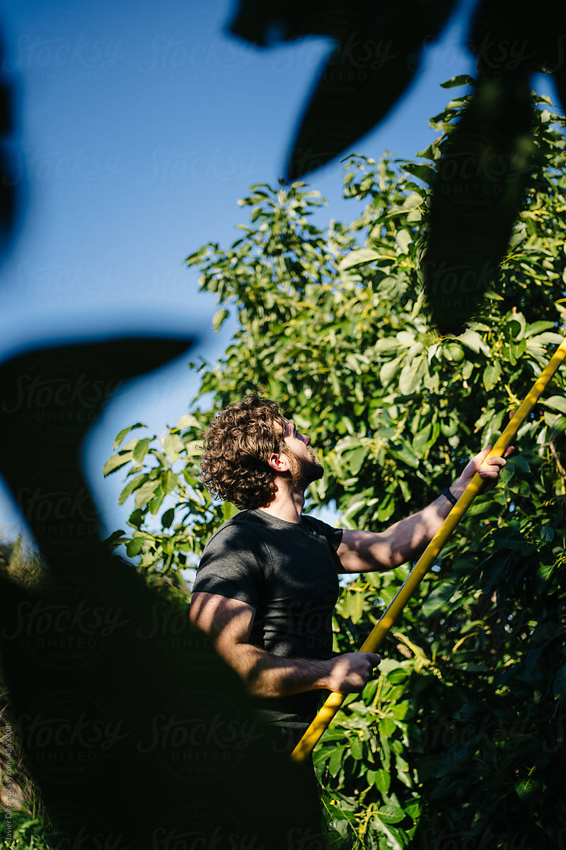 Farmer collecting avocados with fruit harvester