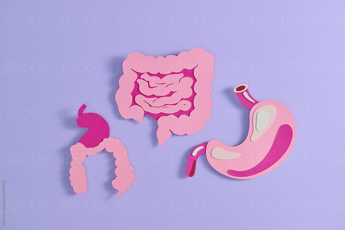 Human stomach, simple medical illustration, paper design