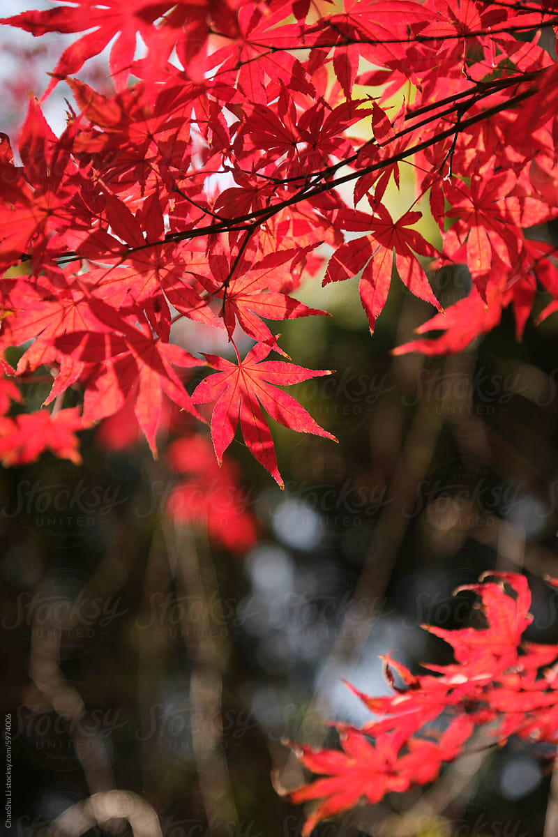 Closeup of red maple leaves in the courtyard of ancient city building