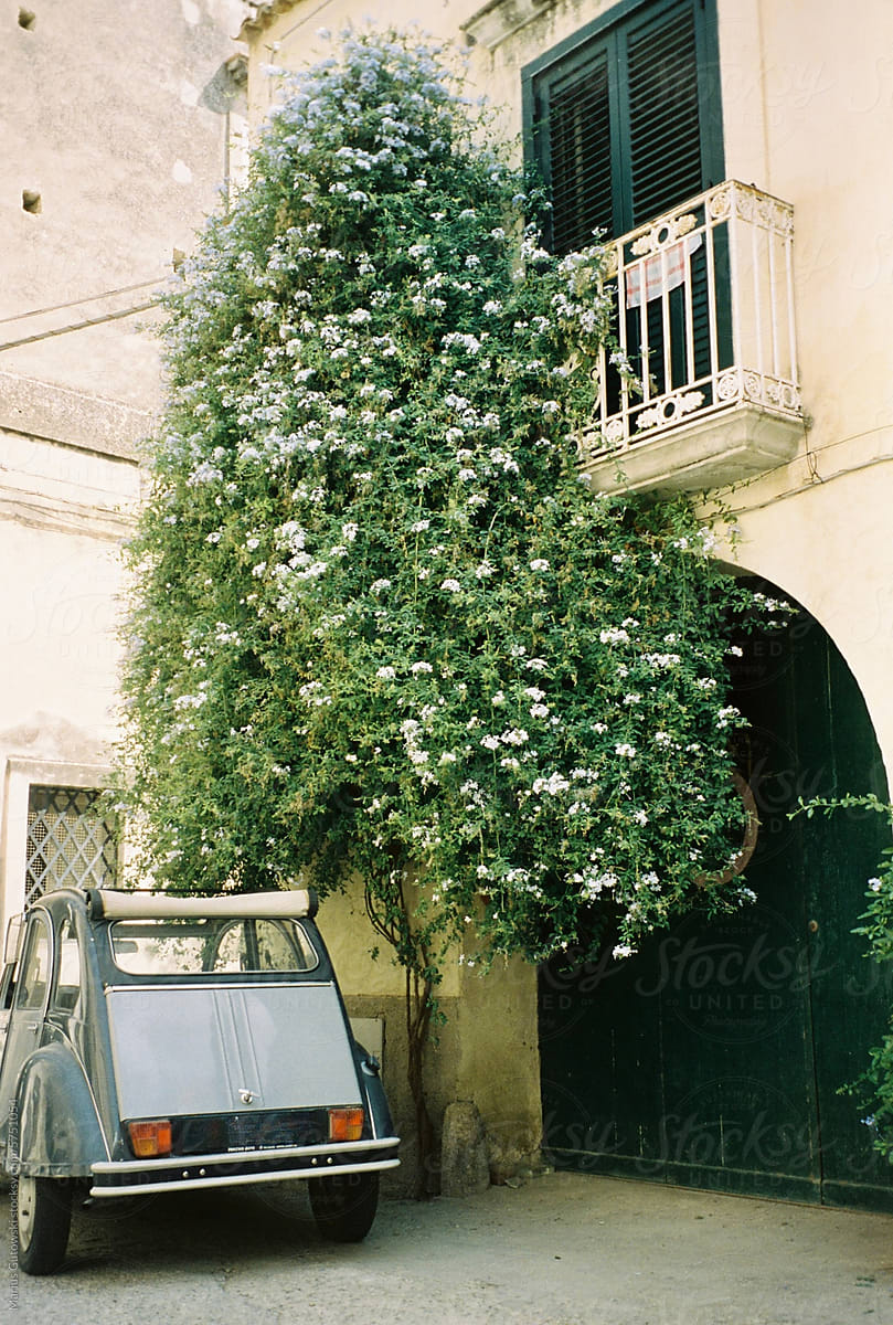 An old car, a huge lilac plant, a balcony.