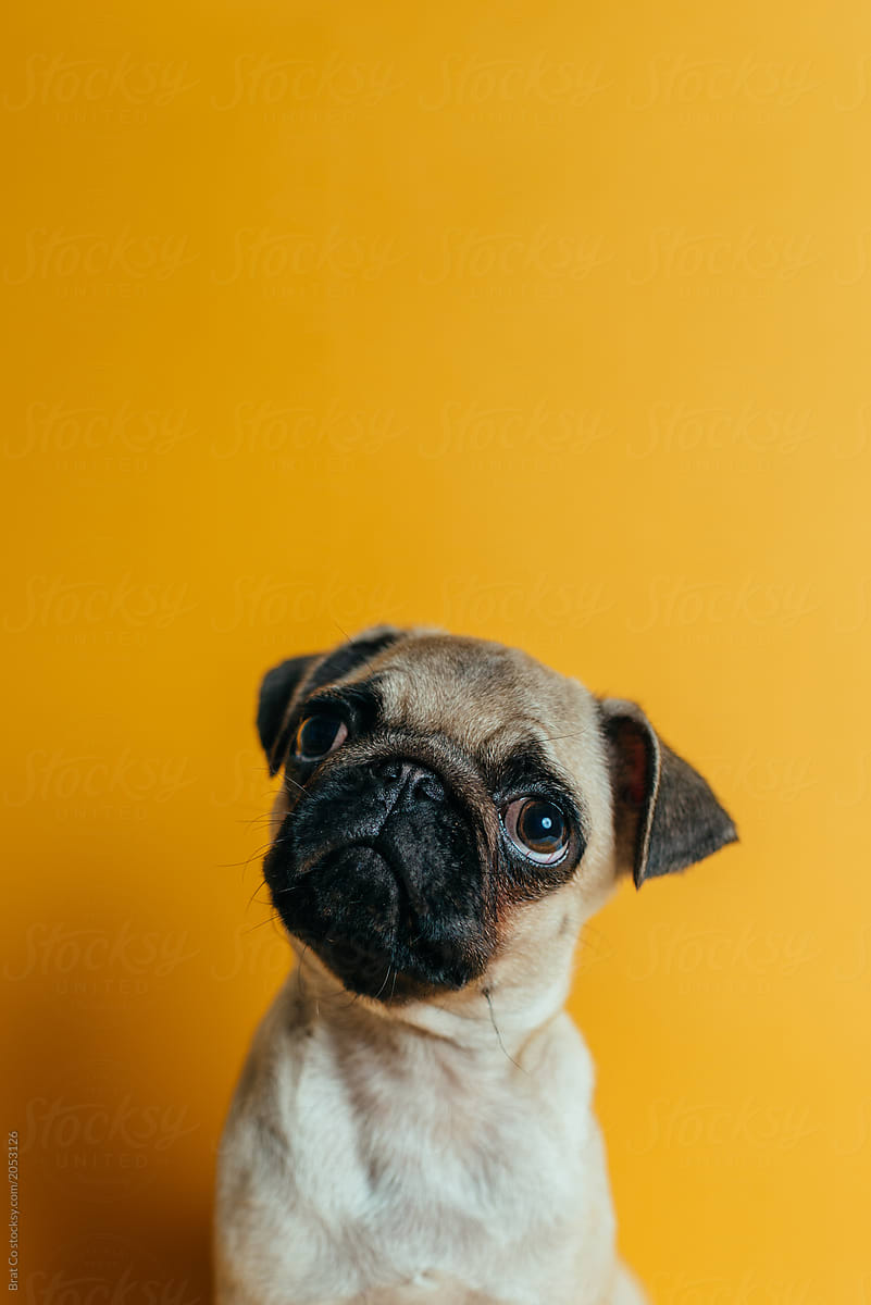 Pug on yellow background