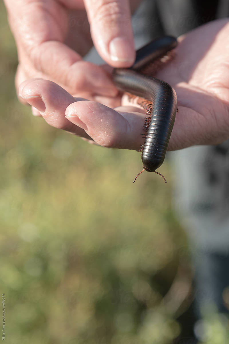 South African black millipede, a shongololo