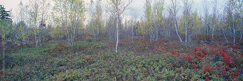 Film panoramic of Maine woods, Fuji GX617 camera, autumn afternoon birch trees and blueberry plants