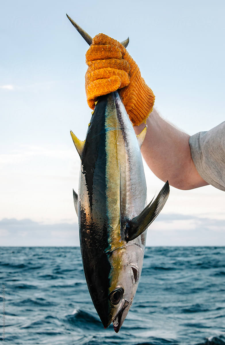 Tuna Fish Caught On Deep Sea Fishing Boat by Stocksy Contributor