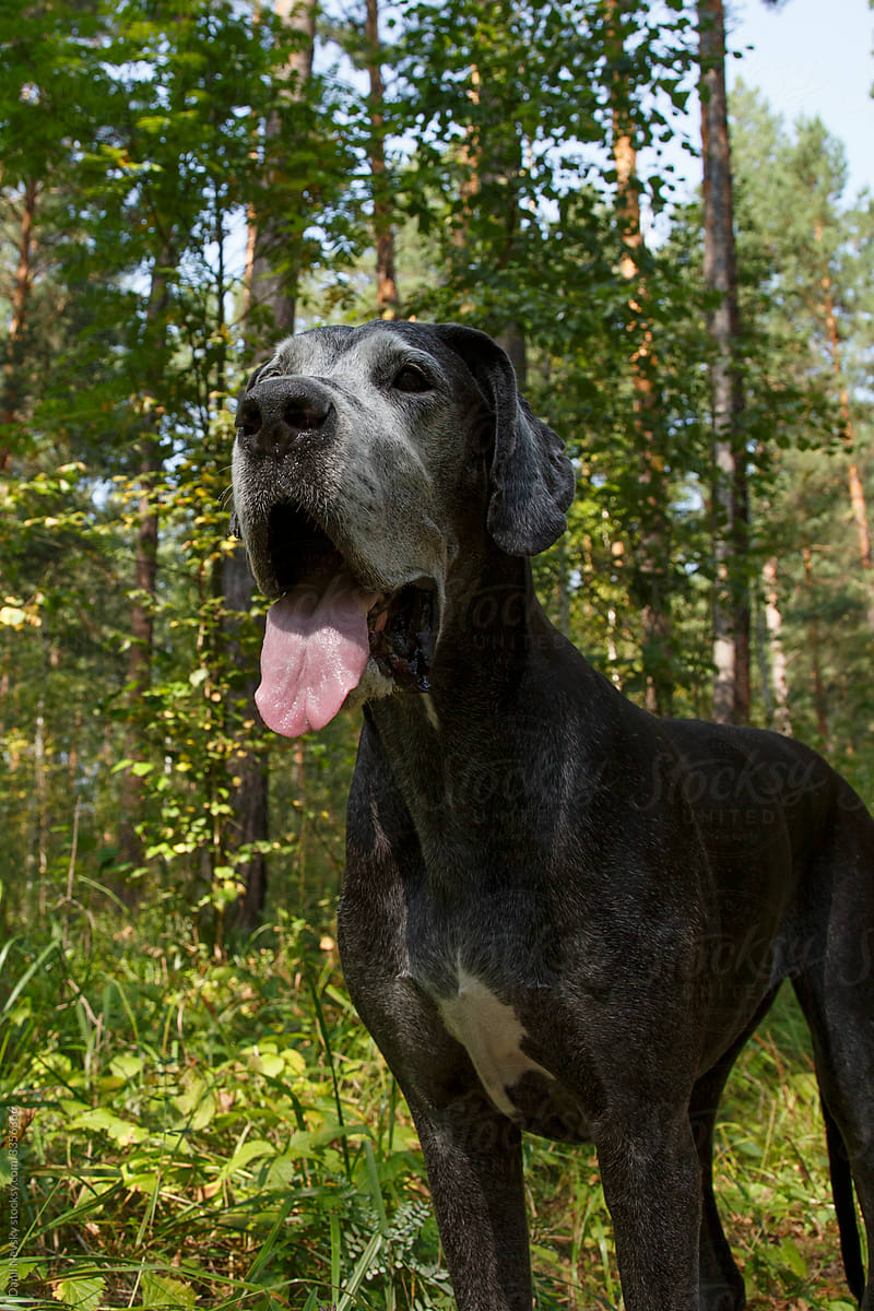 Huge dog in forest in summer
