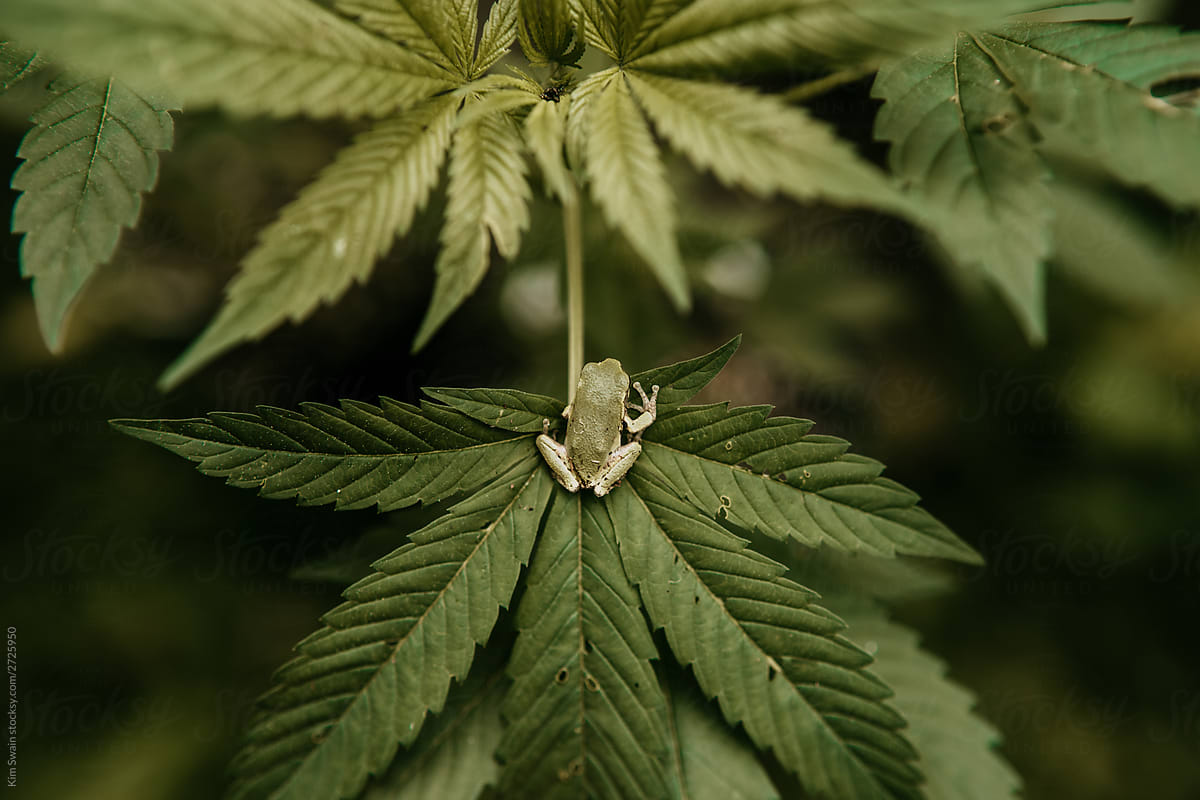 frog on cannabis plant II