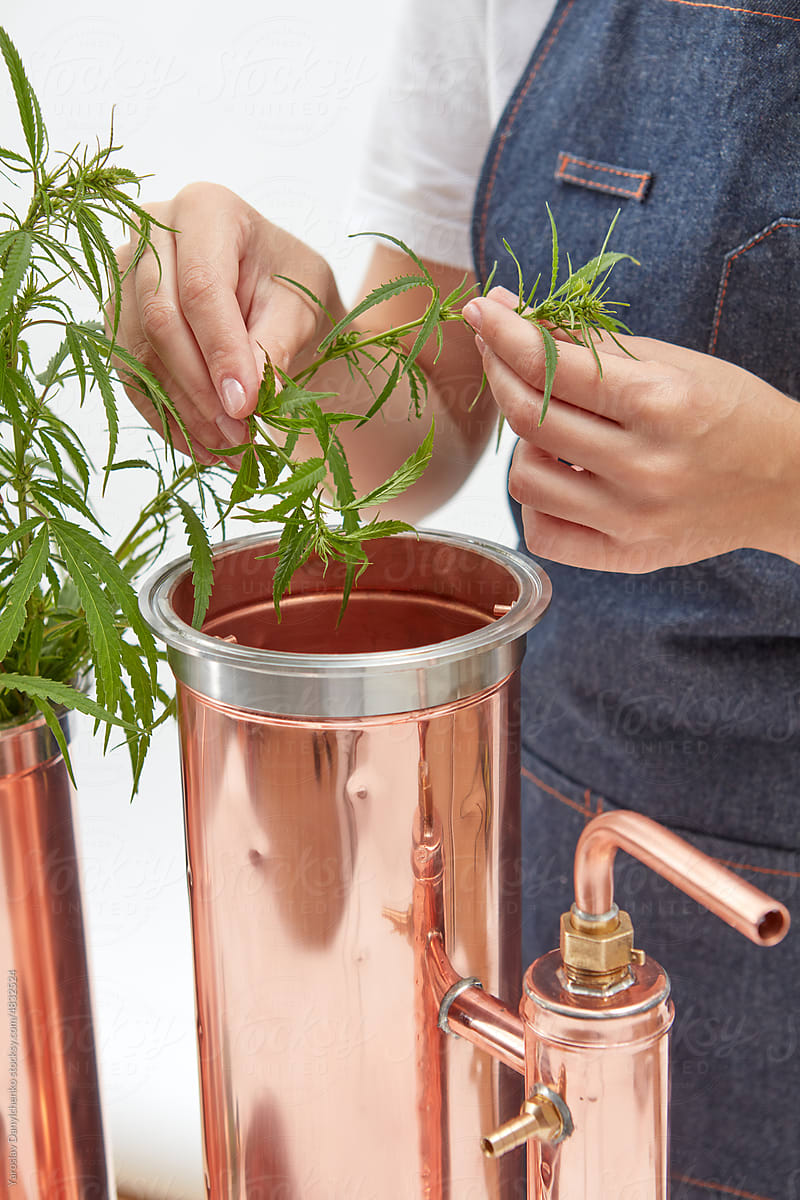 Woman put CBD oil leaves in copper alembic.