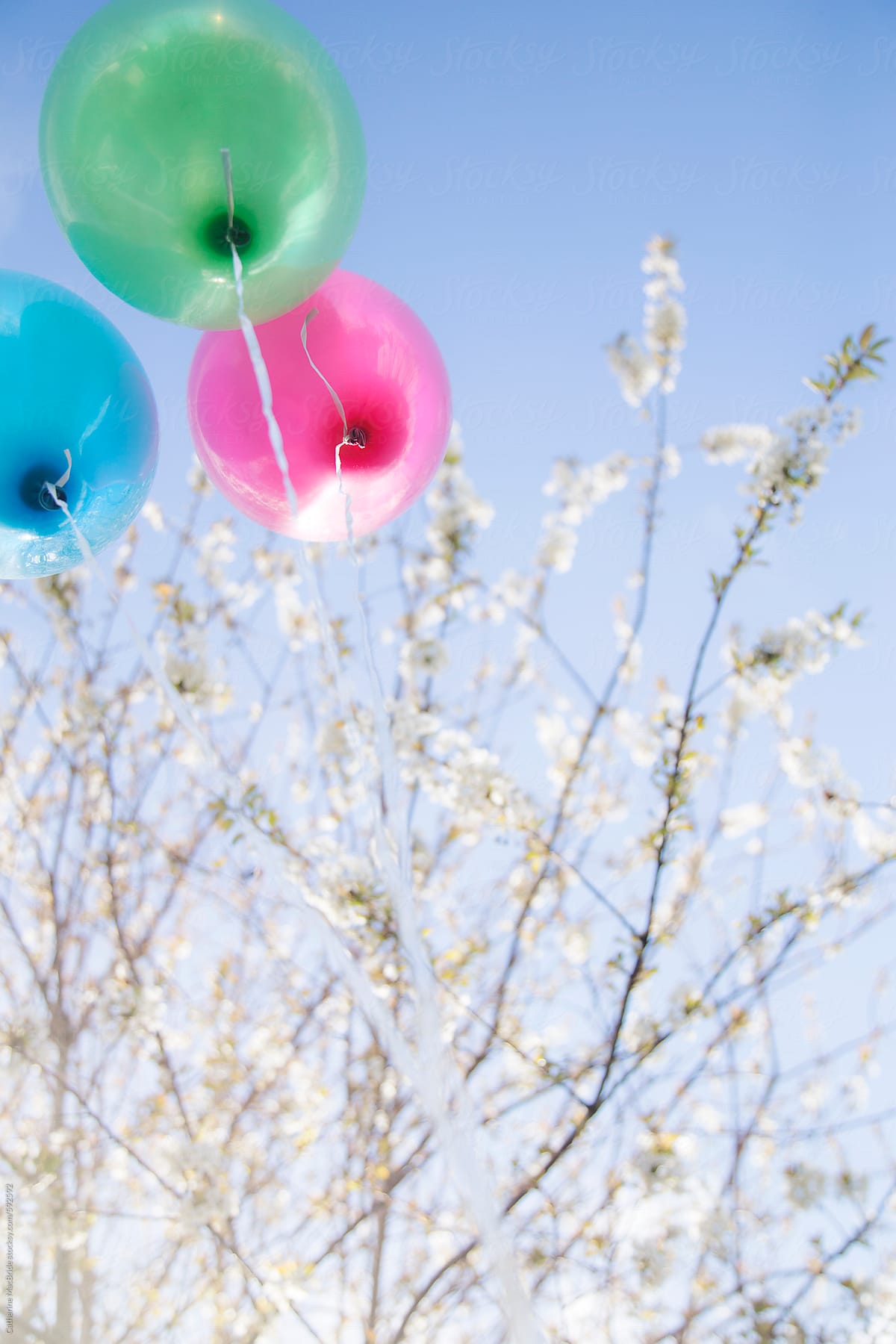 Balloons and Blossoms...
