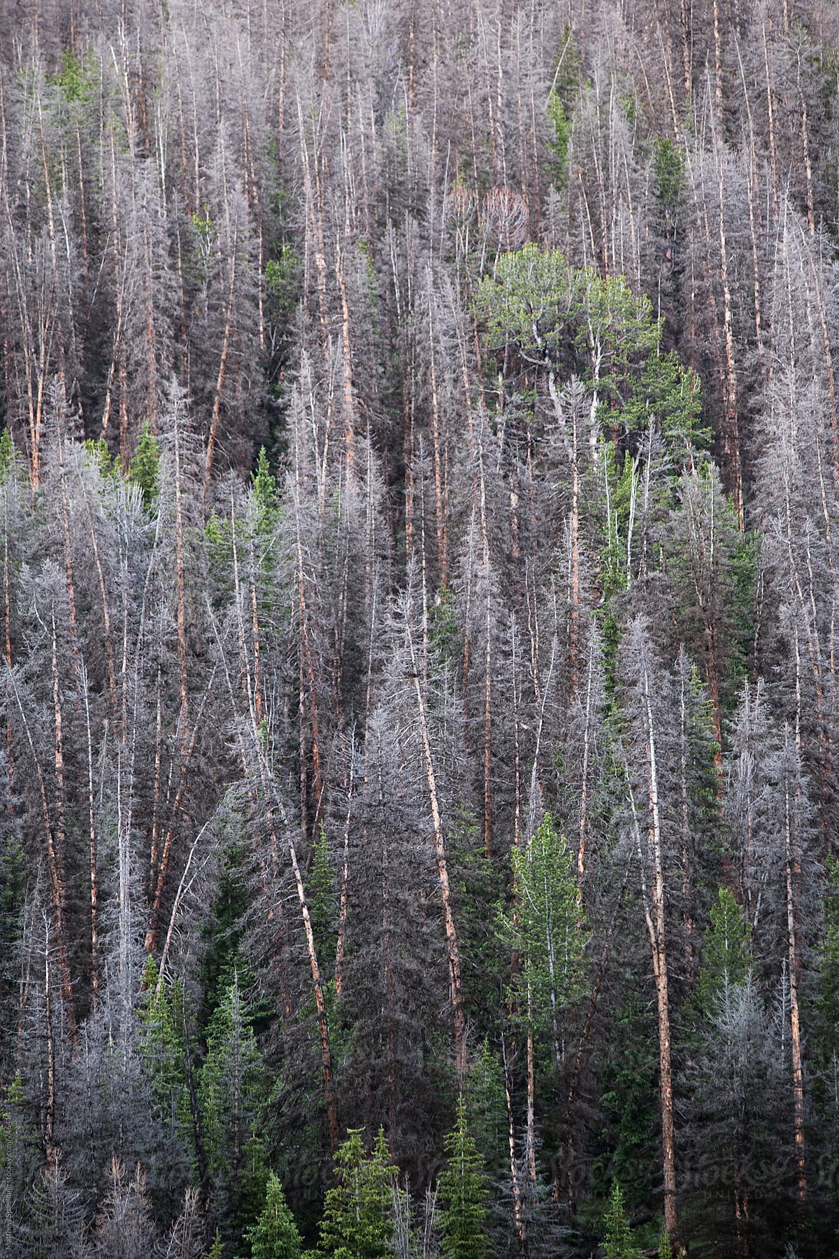 View of dead and living trees in Wyoming wilderness