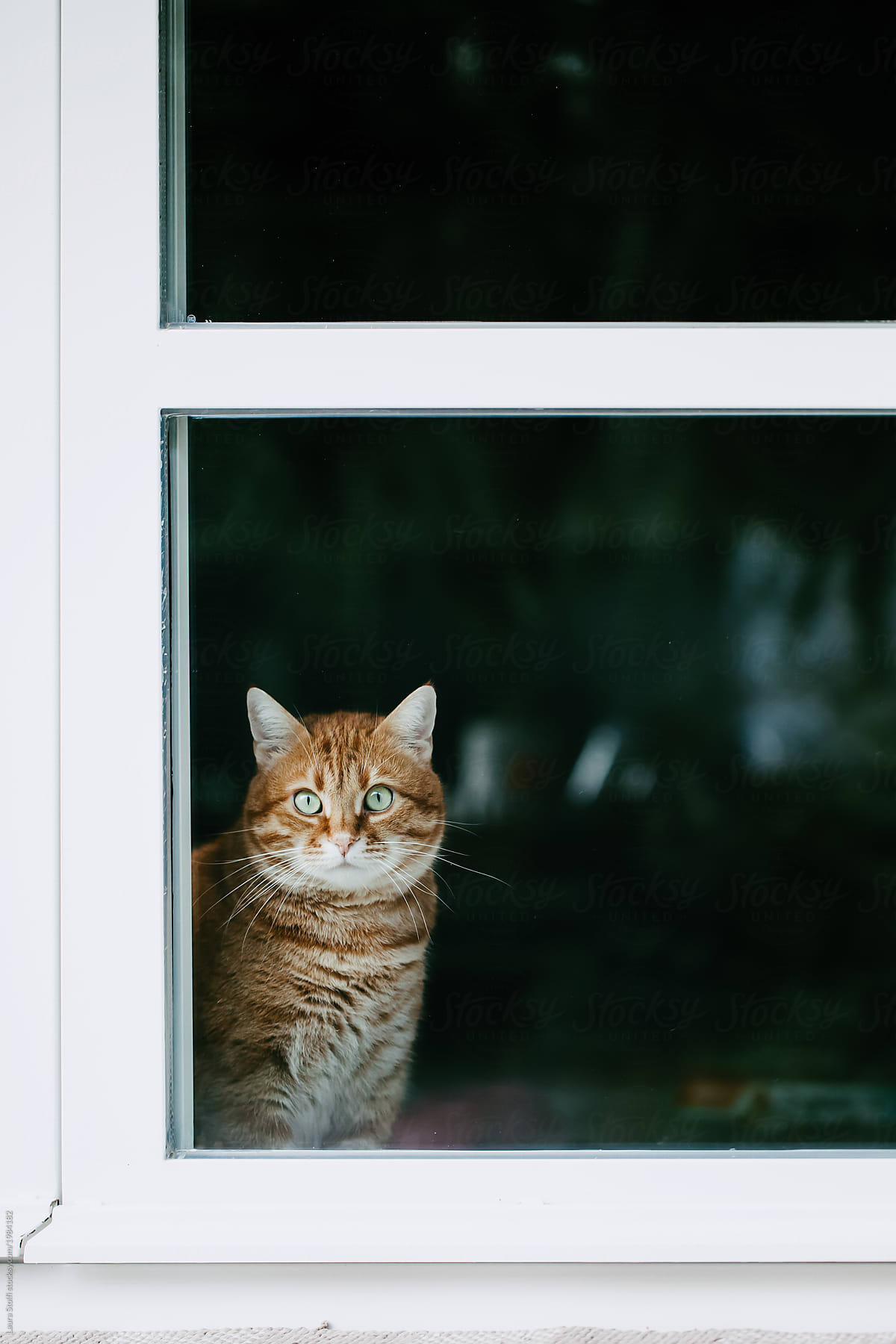 Big ginger cat looks straight at the camera while sitting indoors behind glass window