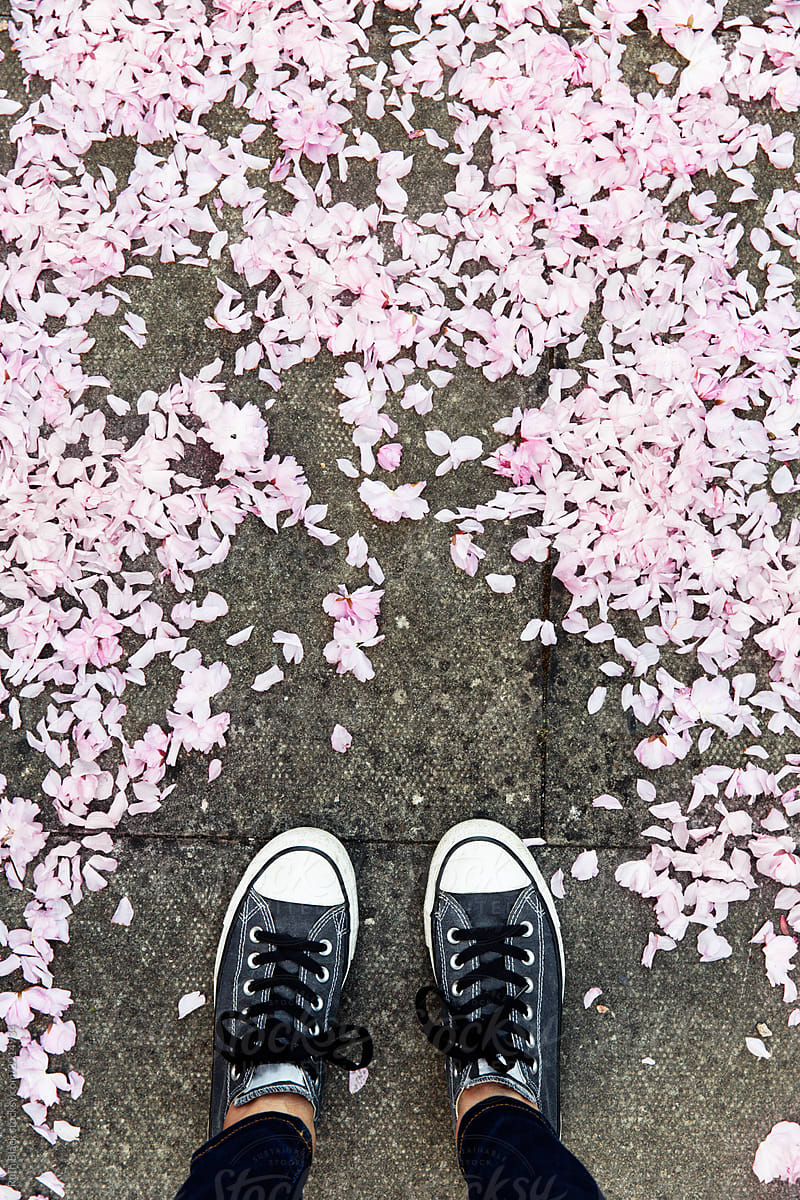 Cherry blossom petals
