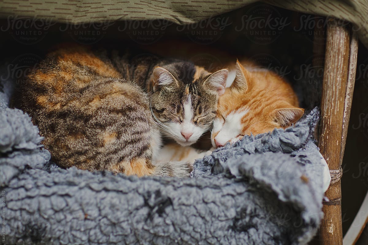 Two cats sleep holding each other under sheltered kennel in cold winter day