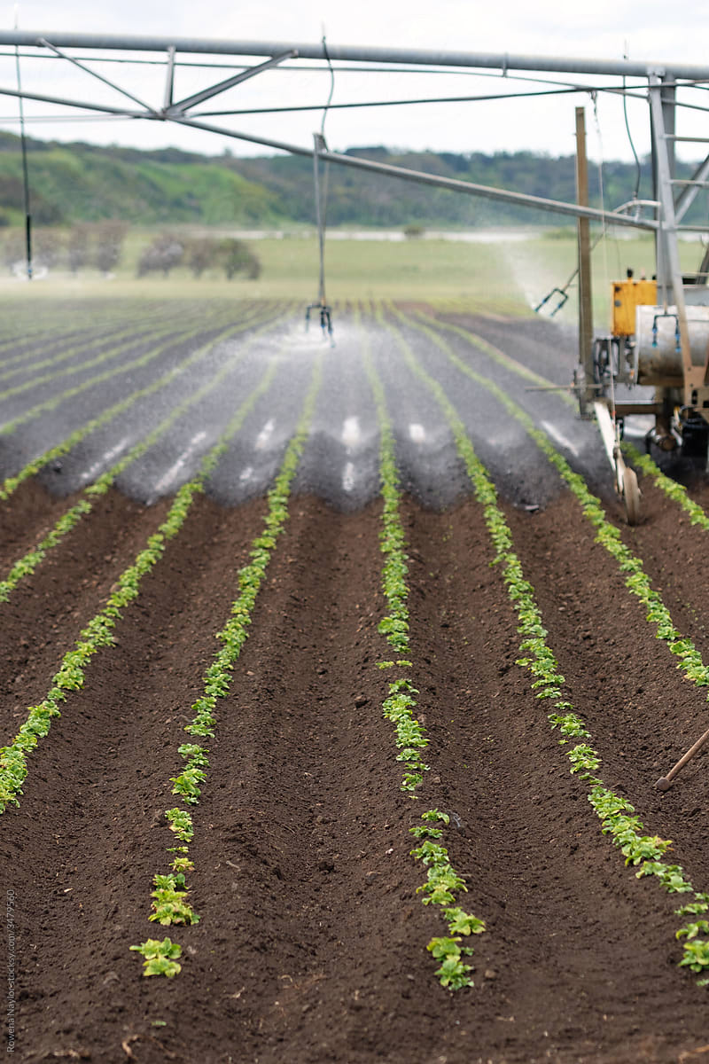 Mobile irrigation across Potato crop