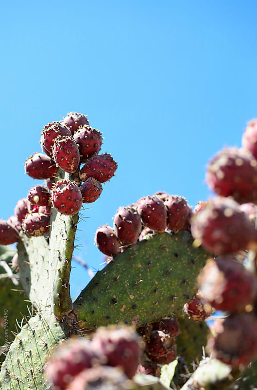 Nopal cactus with tuna fruits on it