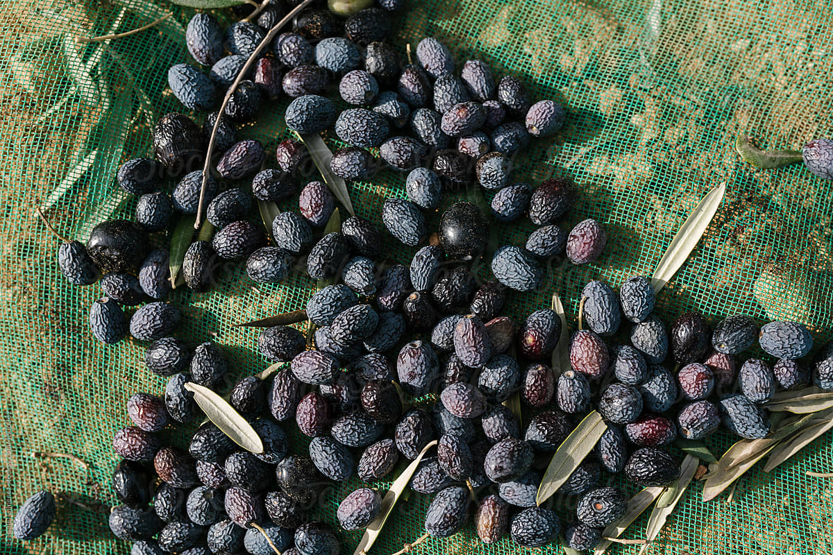 Black olives on net in garden