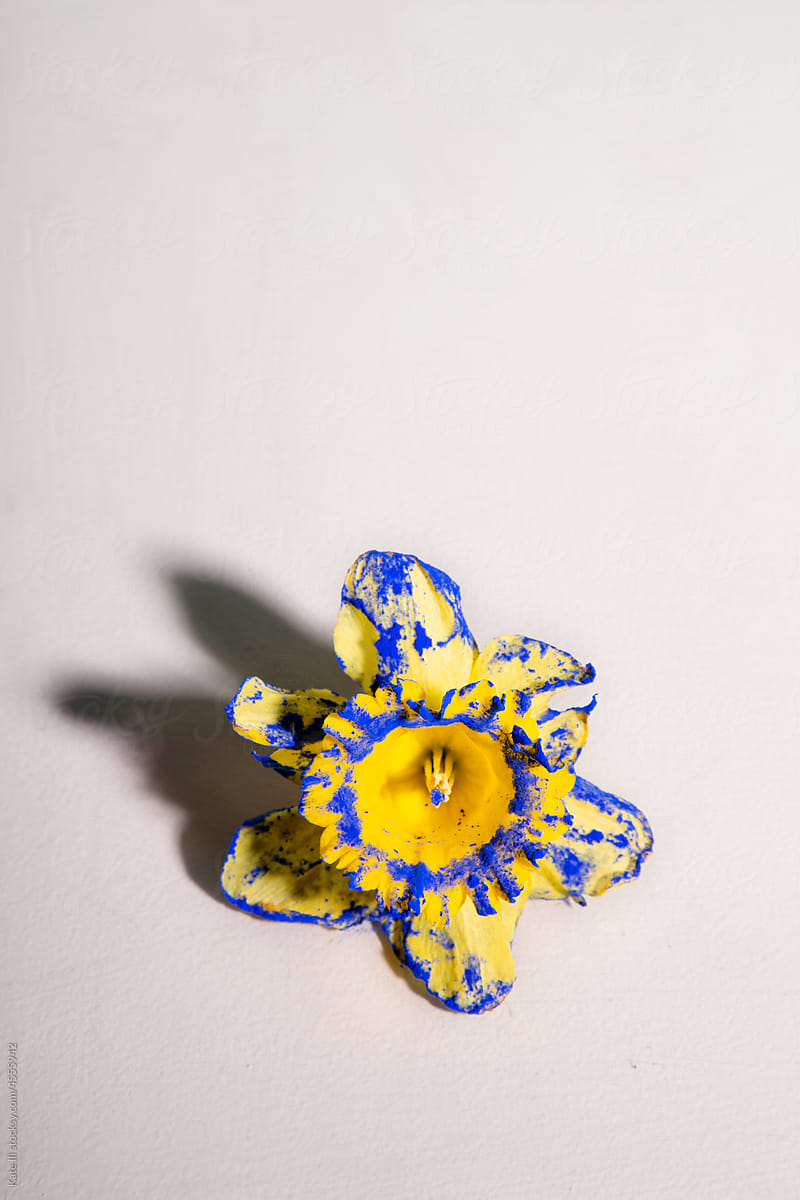 Narcissus flower and blue color