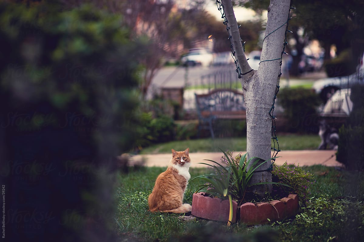 Orange cat in suburban grassy yard