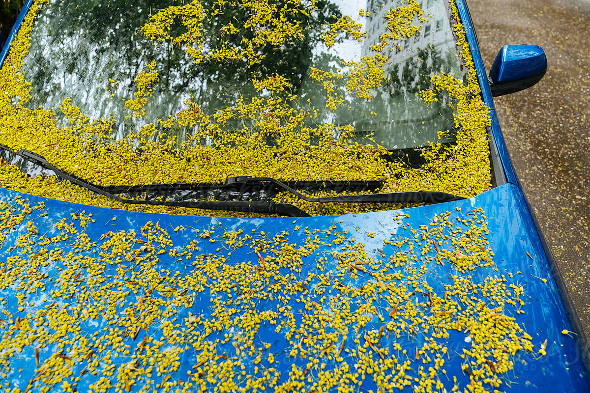 A blue car with maple flowers on the windshield.