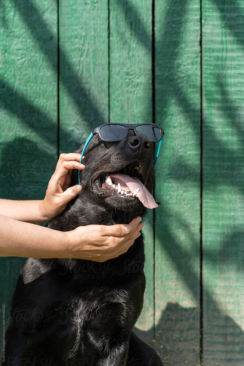 Portrait of humorous dog in glasses outside
