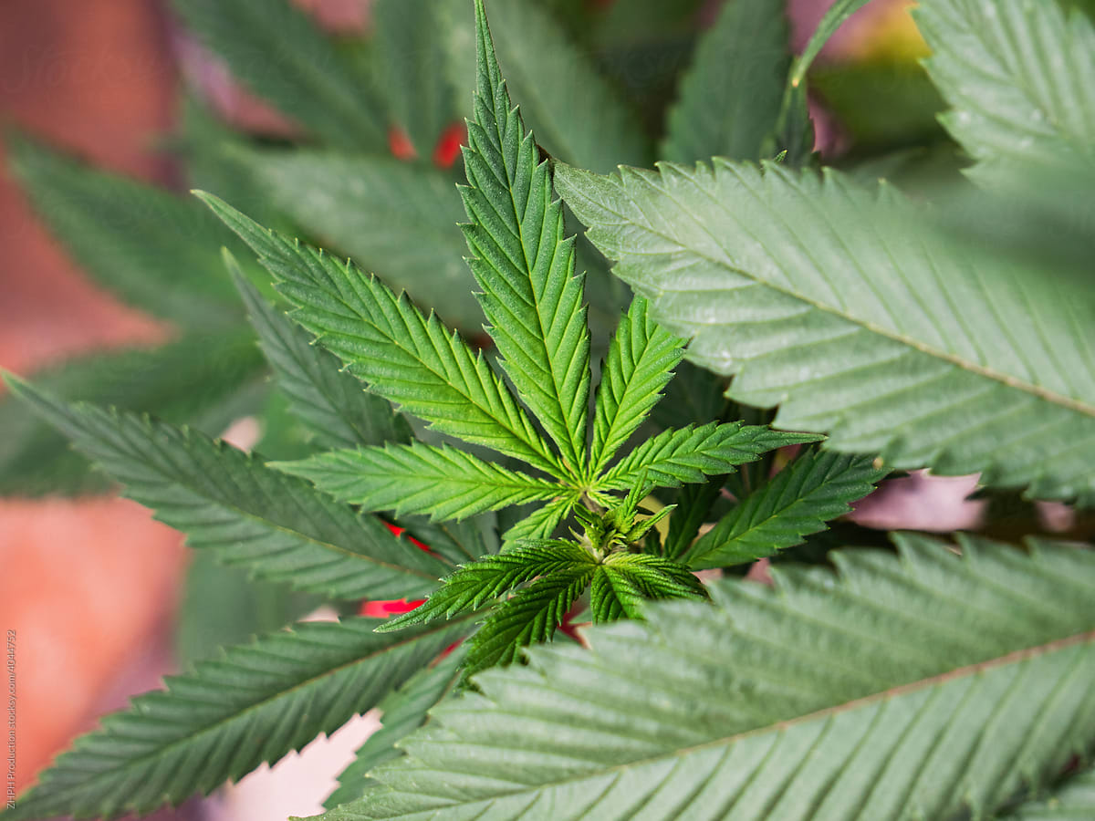 Closeup Shot Of A Young Cannabis Plant Leaf