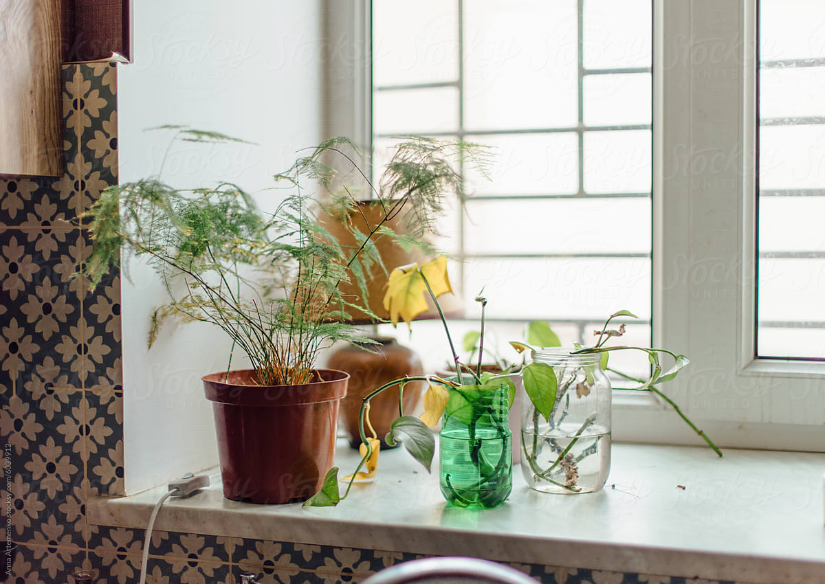 flowers and plant shoots on the windowsill