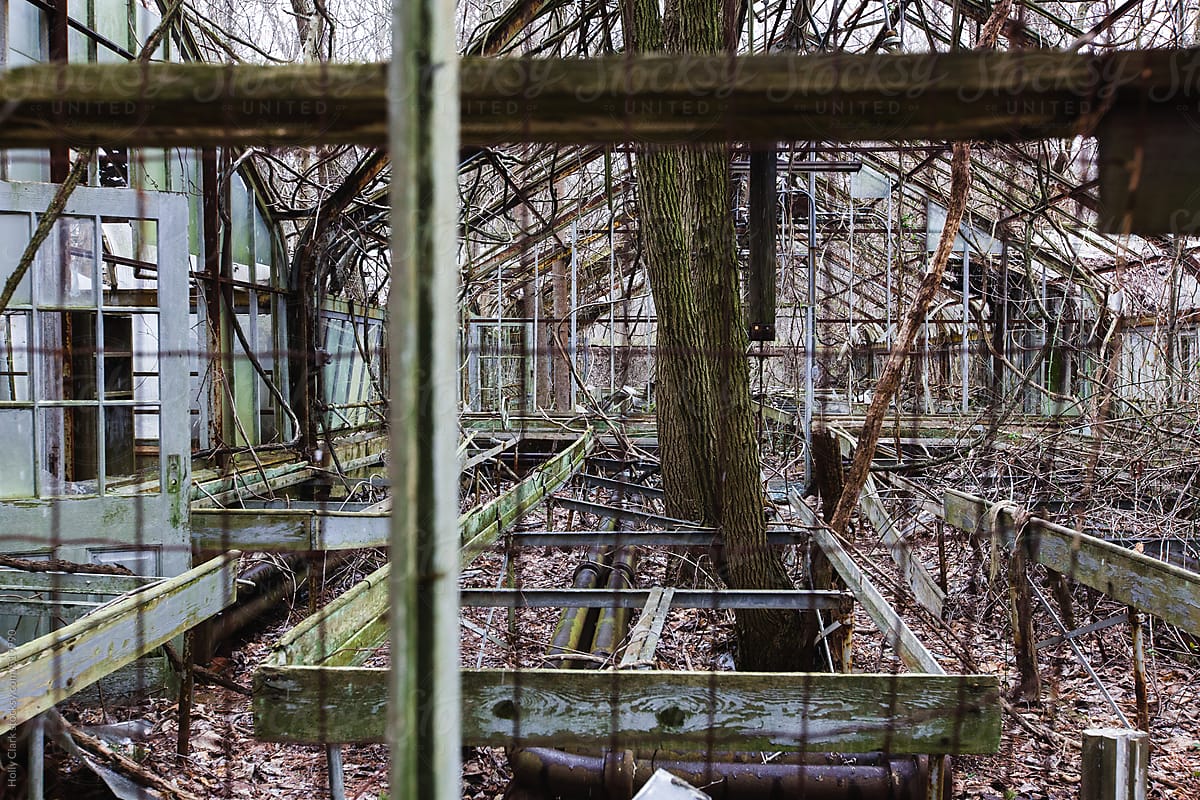 Nature reclaims an abandoned greenhouse.