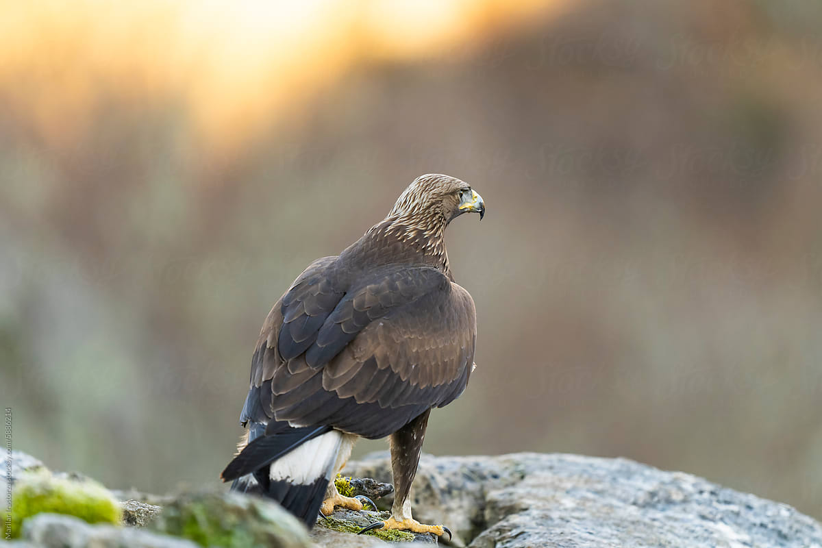 A Young Golden Eagle Scans The Horizon On A Mountain