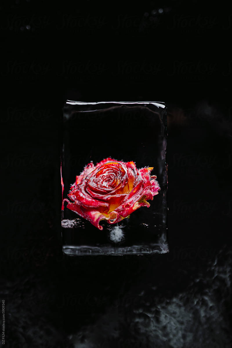 A rose in ice