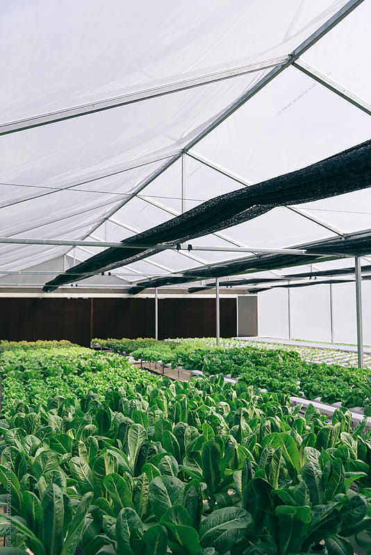 green house vegetable farm