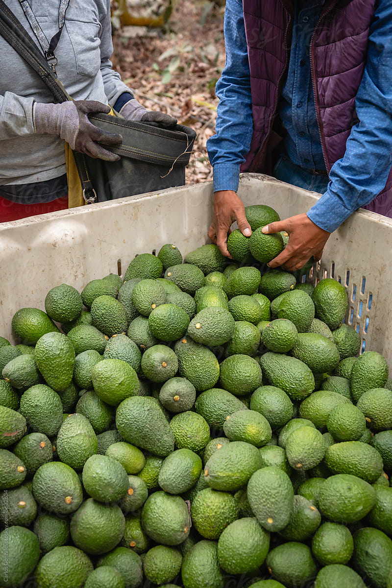 People picking up avocados