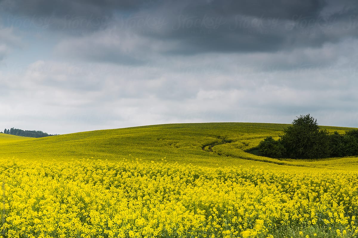 Rapeseed field with dramatic sky