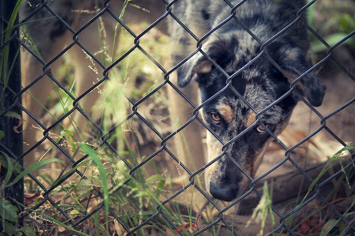Dog gazes through gated yard with sad eyes