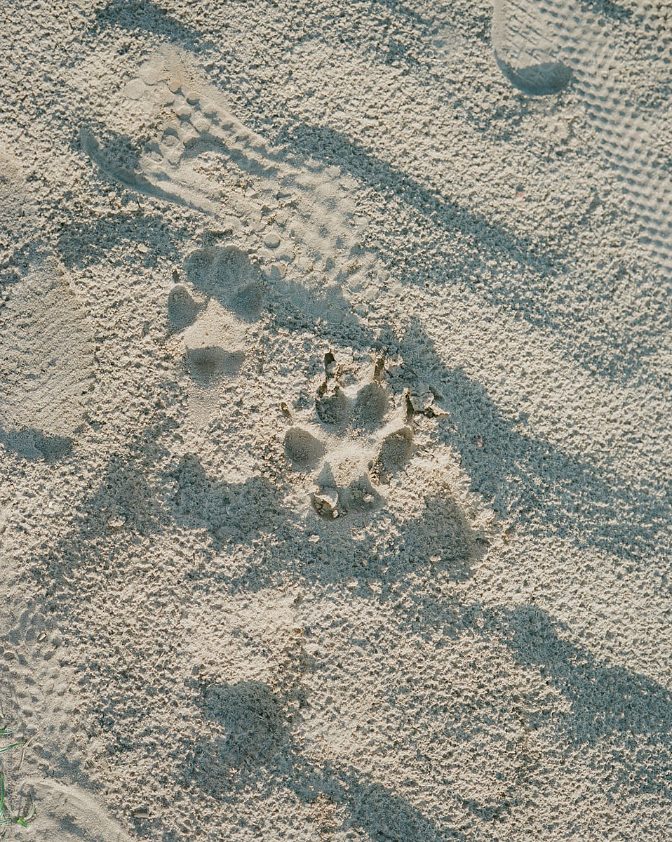 Dog Footprint on the Beach Sand