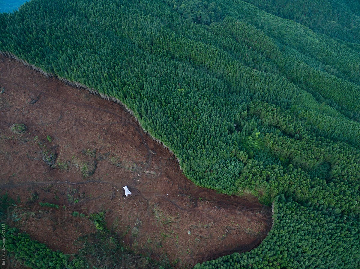 aerial view of half forest been cutting down