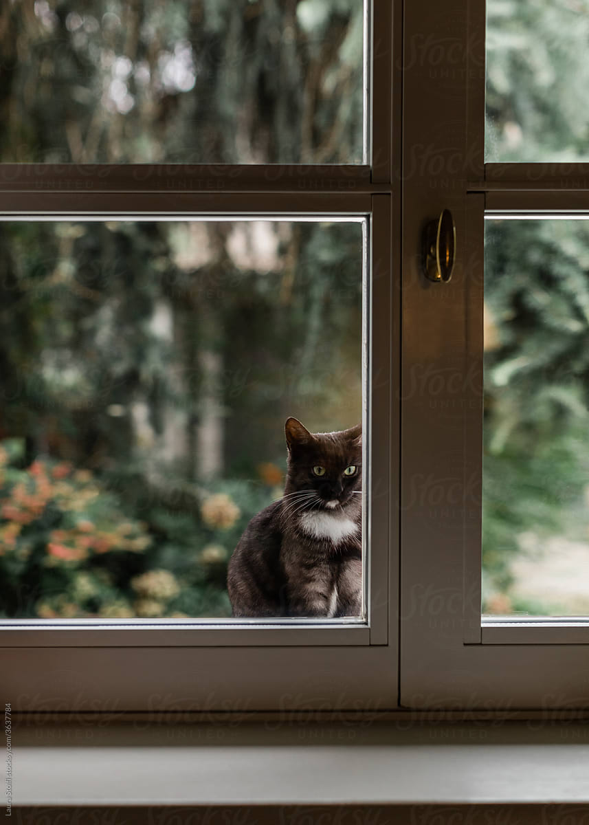Cat sitting outdoor behind window