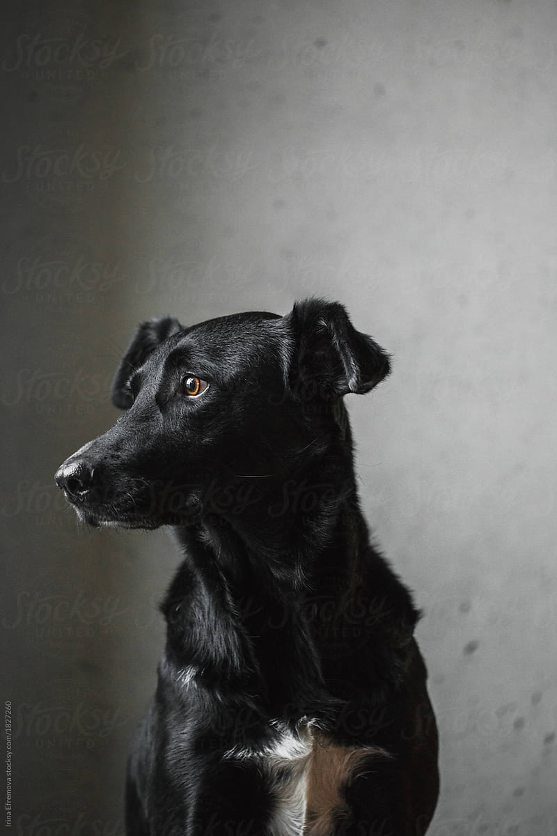 Classical portrait of a black dog with white chest