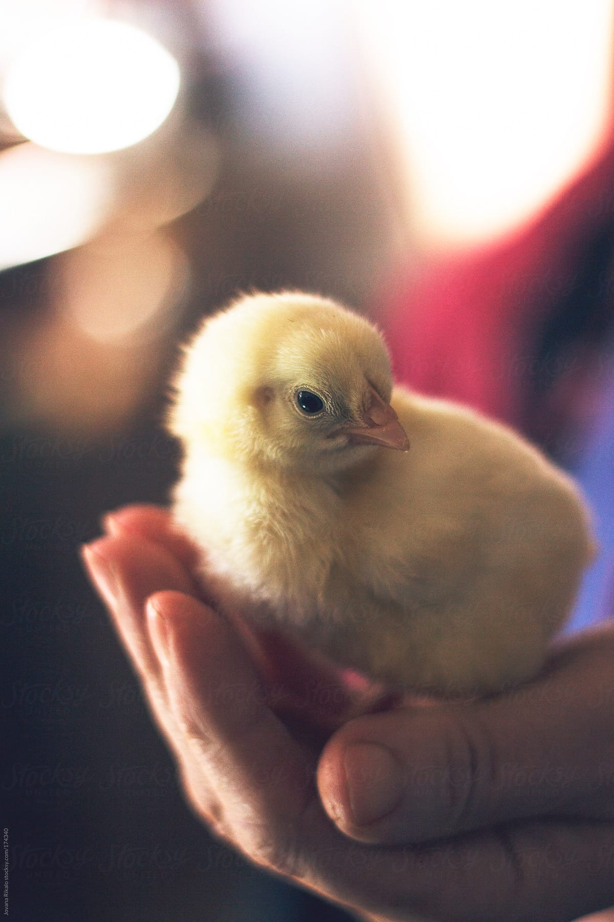 New born chicken