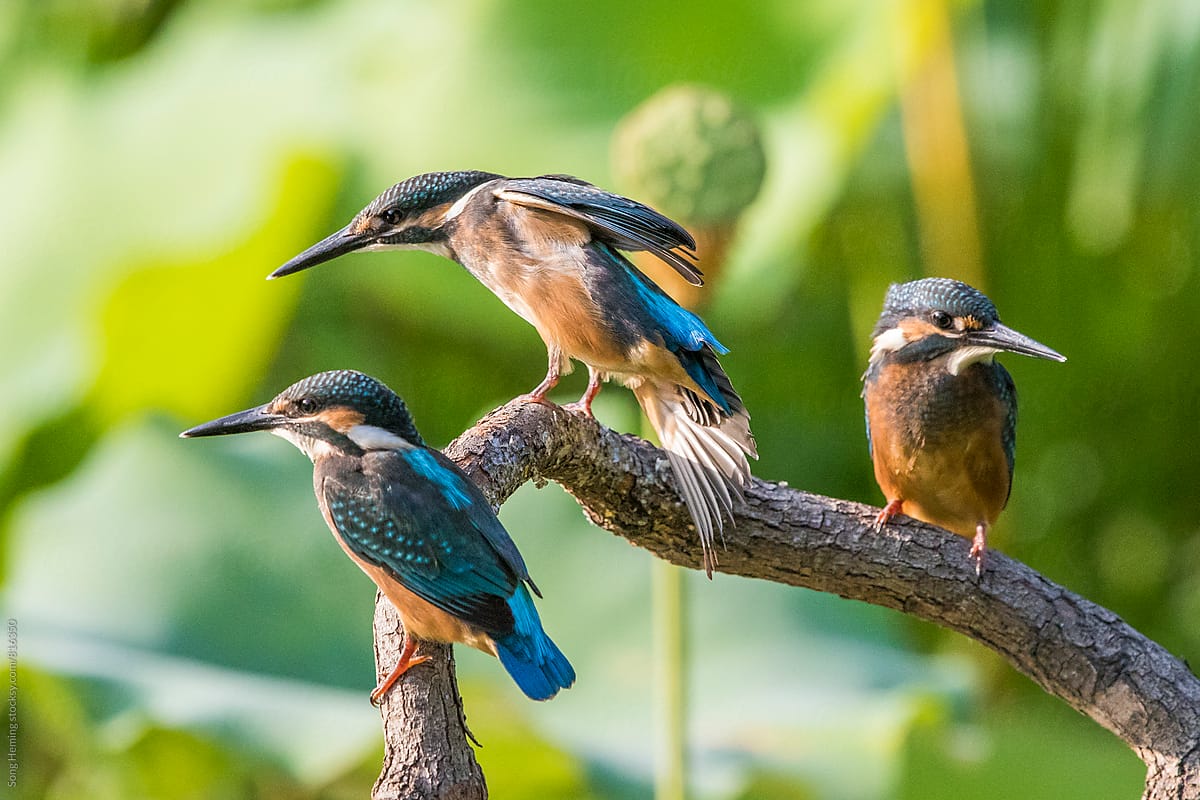 Kingfisher fight