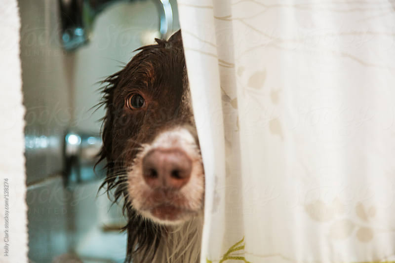 A dog peaks out from a shower curtain after getting a bath.