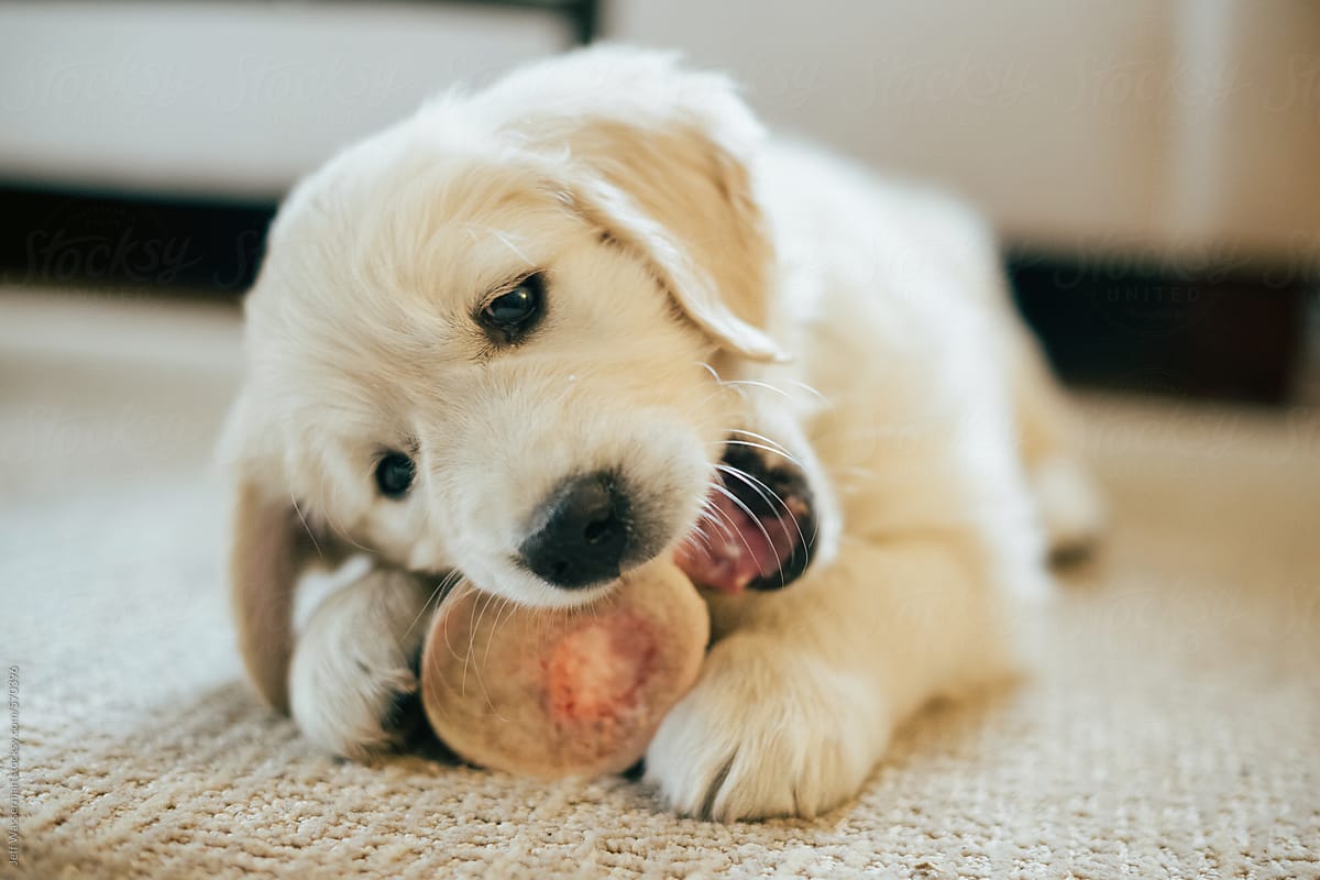Golden Retriever Puppy Chewing on Bone