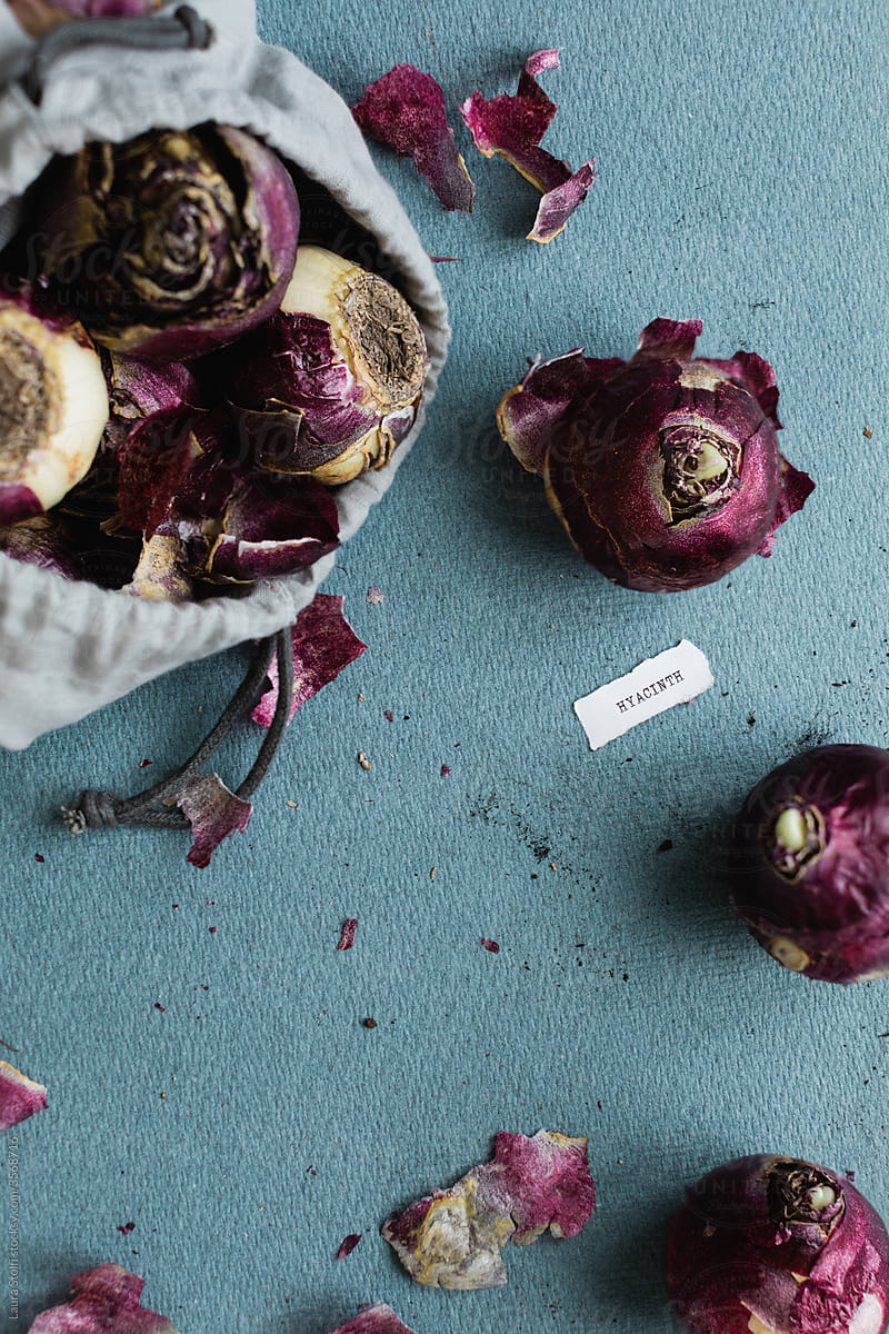 Purple hyacinth bulbs coming out from bag and paper tag with word Hyacinth printed on it