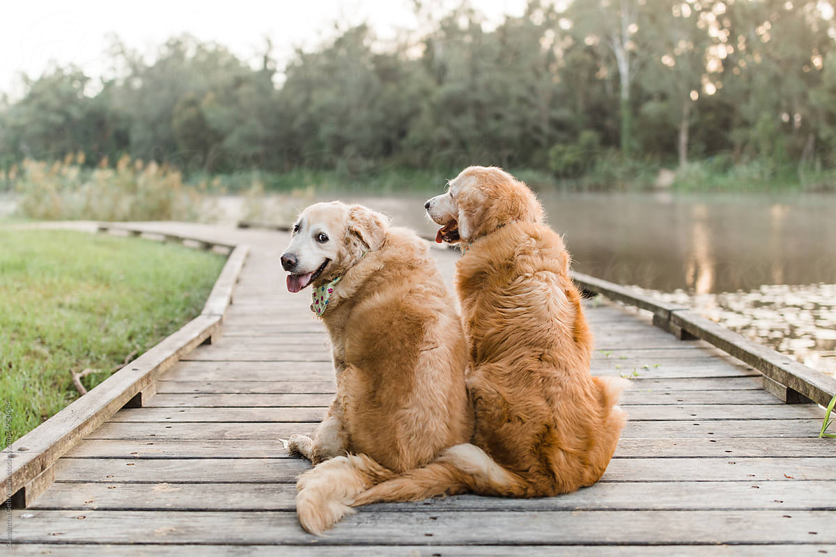 old golden retriever dogs