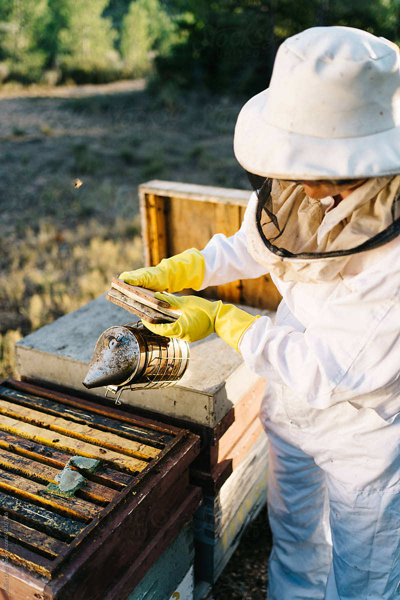 Beekeeper smoking bees in beehive